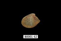 藏品(銀錦蛤)的圖片